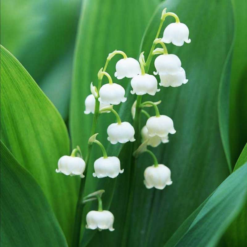 Convallaria Lily of the Valley Spring Garden Perennial Root White ...