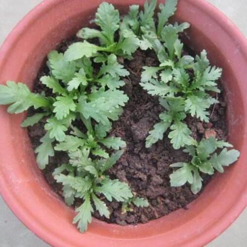 Chrysanthemum Coronarium Seeds Chinese Vegetable Seeds Garden Plant