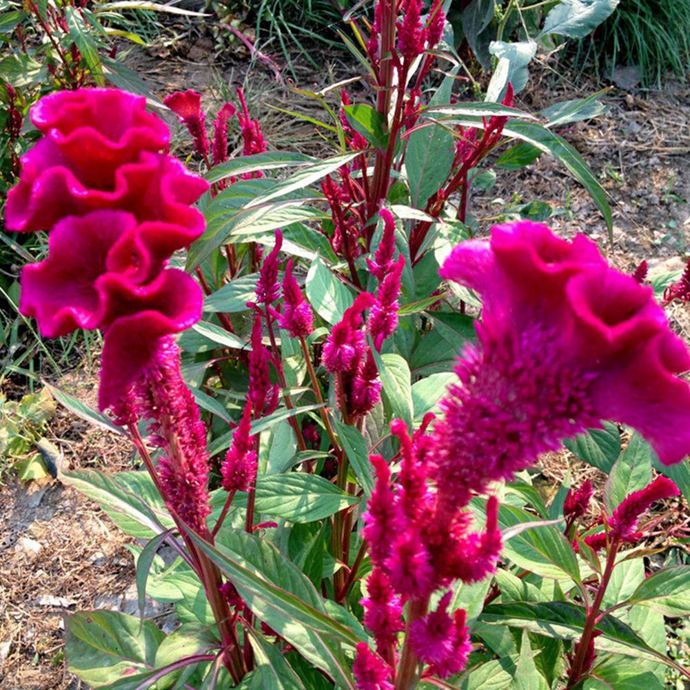 Coxcomb plant information