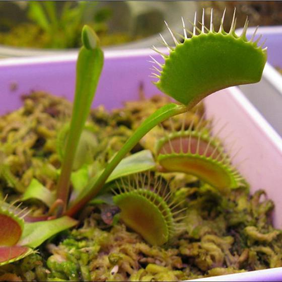 20x Dionaea Muscipula Giant Clip Venus Flytrap Flower Carnivorous Seeds Welcome