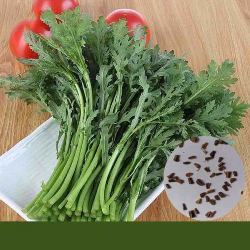 Chrysanthemum Coronarium Seeds Chinese Vegetable Seeds Garden Plant