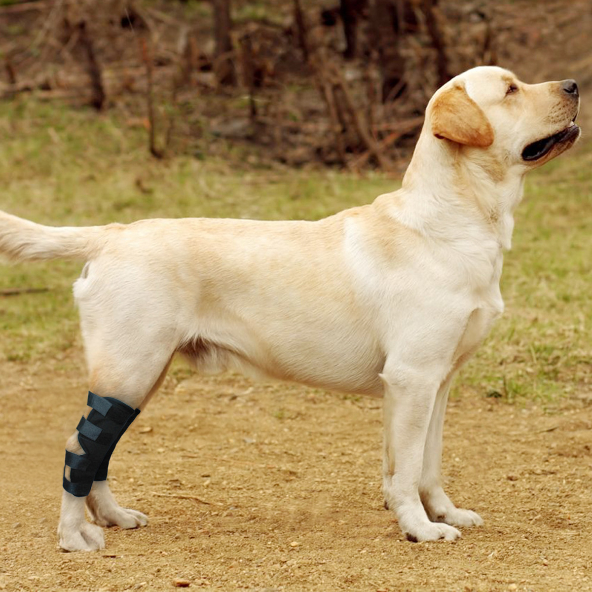 thumbnail image 2 of Dog Back Leg Braces – Pair Of Hock Supports For Hind Legs, ACL Recovery, XS To L 2 of 5