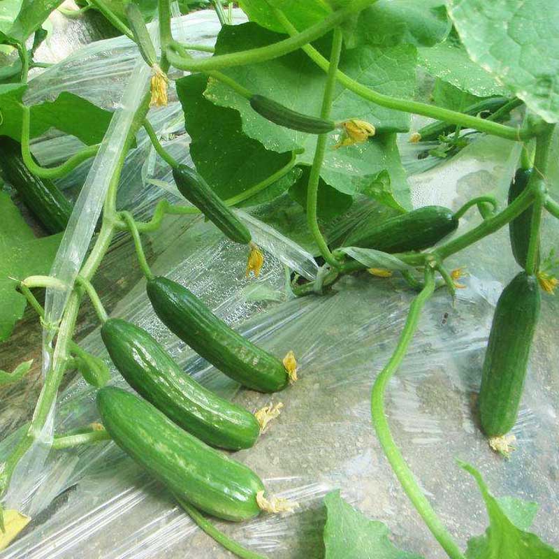 20pcs Bag Gurkensamen Cucumis Gemüse Samen Haus Garten Fruchtsamen