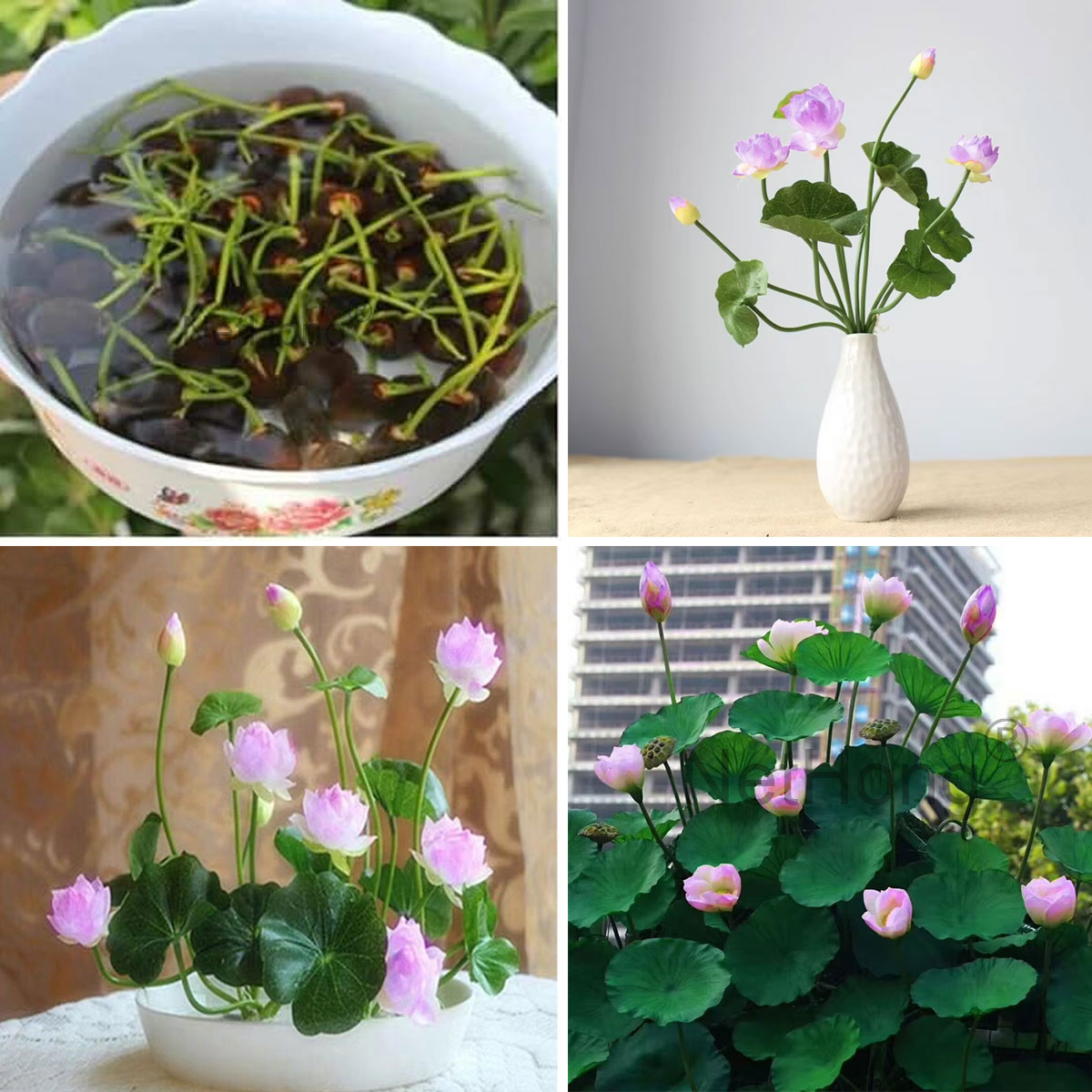Lotus seedlings and mature lotus reference images