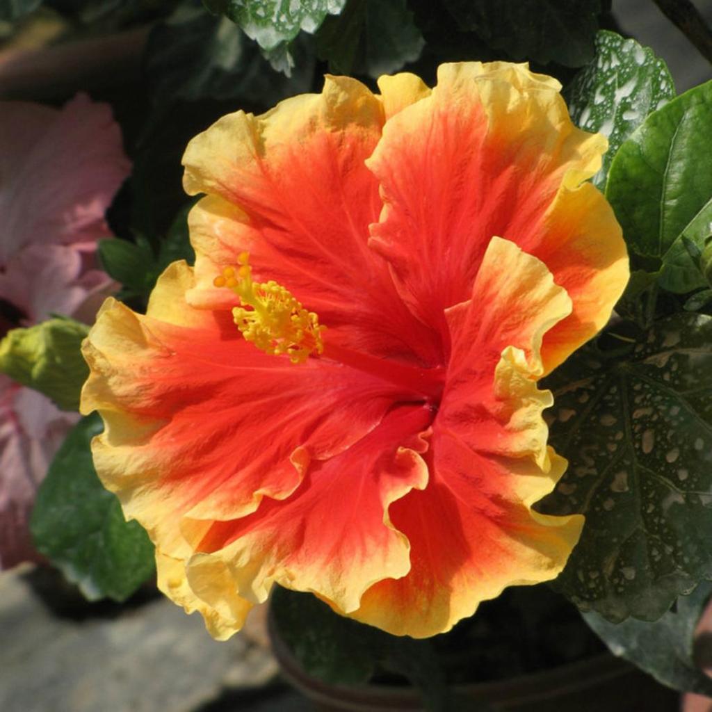 Giant Hibiscus Exotic Coral Flowers Seeds Rare Mixed Color 100 Seeds