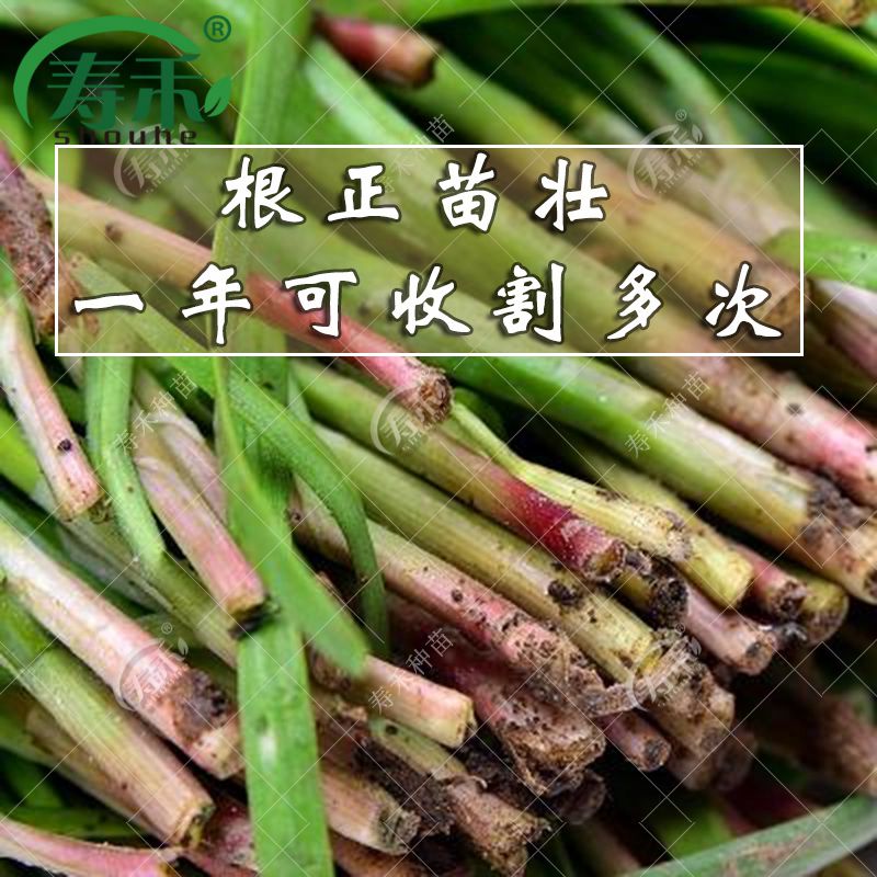 100 Purple Leek Seeds Allium Tuberosum Purple Root Leek Organic Vegetables