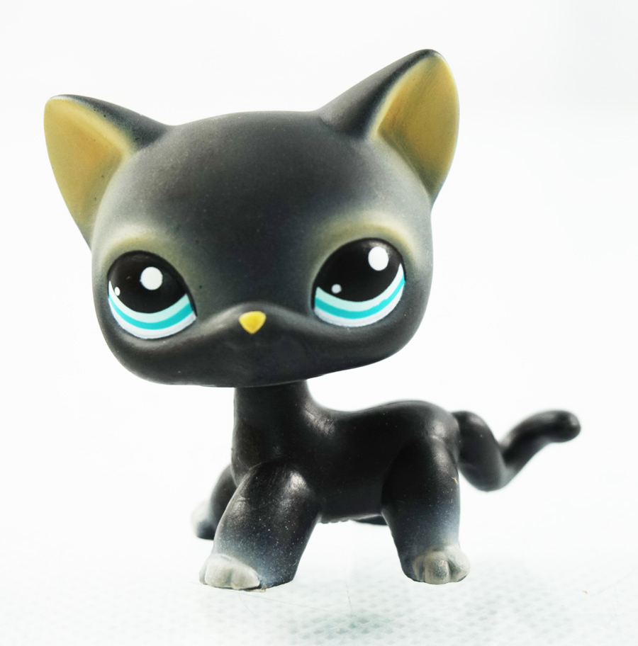 lps black shorthair