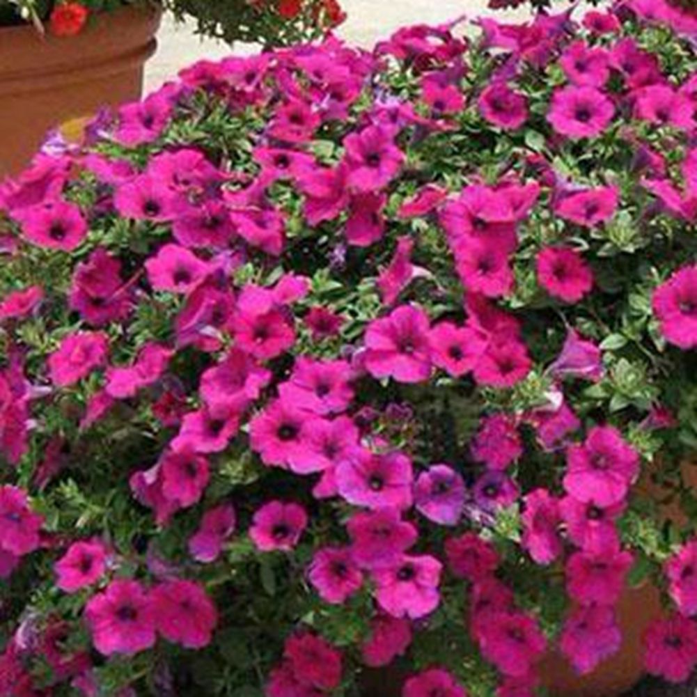 60 Purple Petunia Flower Seeds DIY Home Garden Plant Bloom exotic A241 ...