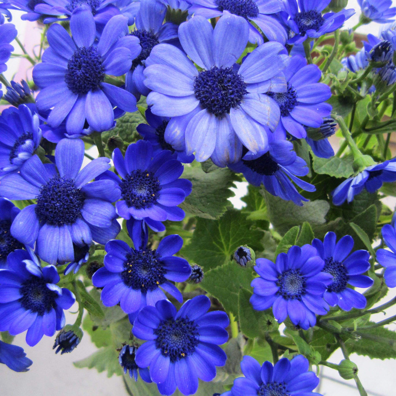 50Pcs Blue Daisy Seeds hardy plant flower seeds Garden Decoration ...