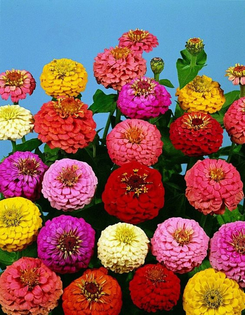 200 Pcs Mixed Color Youthandoldage Zinnia elegans Cut Flower seeds