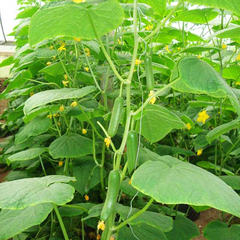 20stk Gurke sät organische russische beißende Gemüsefrucht-Gartenpflanze
