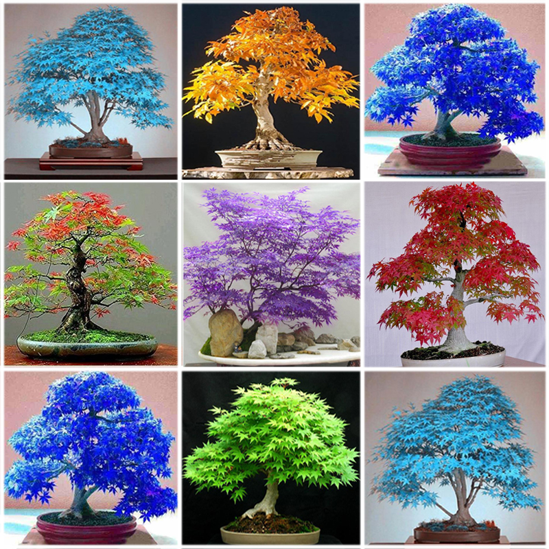 30pcs Blue Yellow Japanese Maple Tree Bonsai Seeds Acer Palmatum