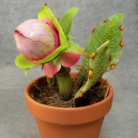 Rare Exotic Insects Catch Seeds Carnivorous Bonsai Garden