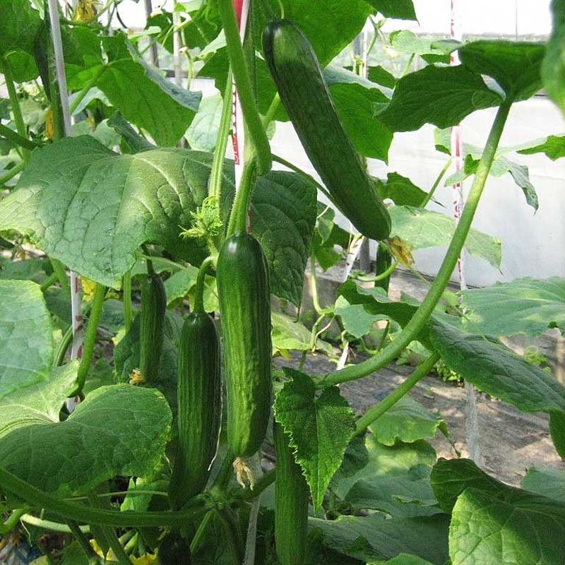 20stk Gurke sät organische russische beißende Gemüsefrucht-Gartenpflanze