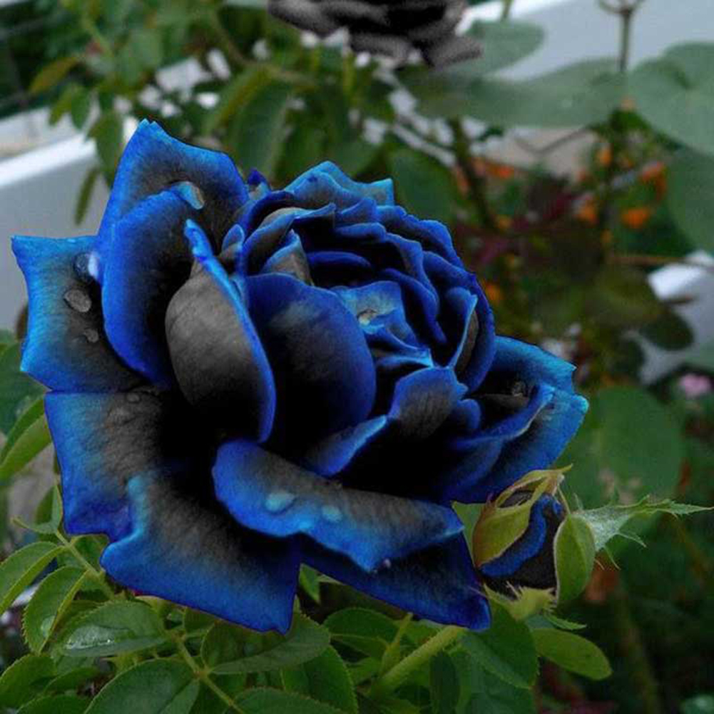 Blue Black Rose 20pcs Rare Rose Seeds Flowers Seeds For Garden Bonsai