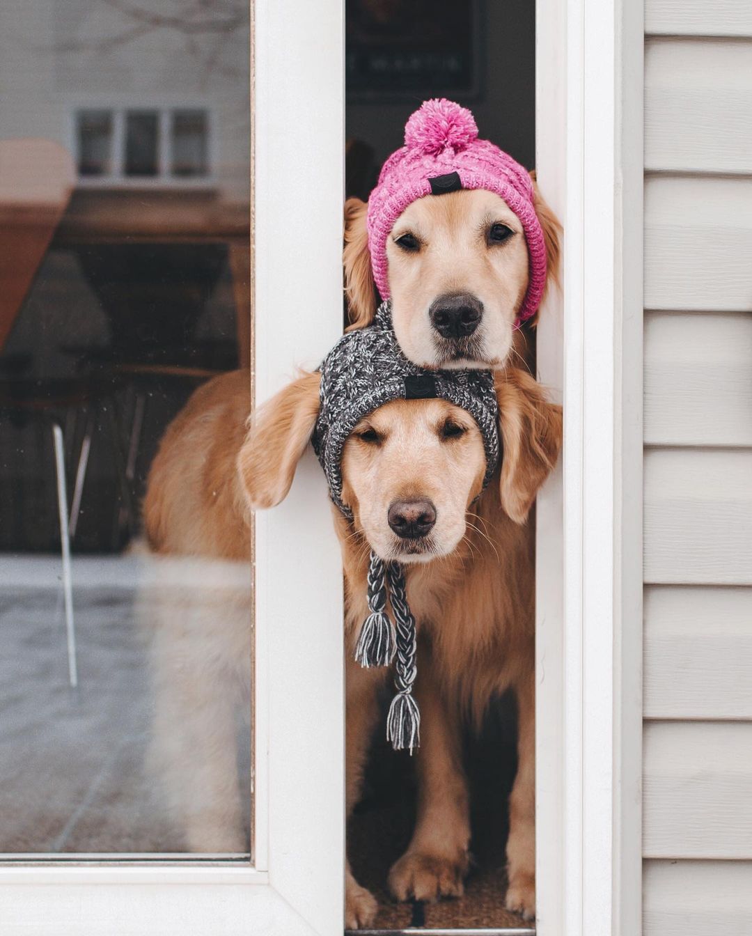 Dog on sale hats ebay