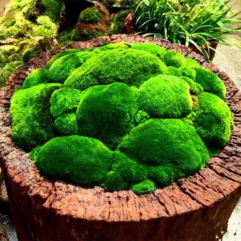 100 PCS Seeds Bonsai Moss Garden Green Plants Decorative Grass Free Shipping New 