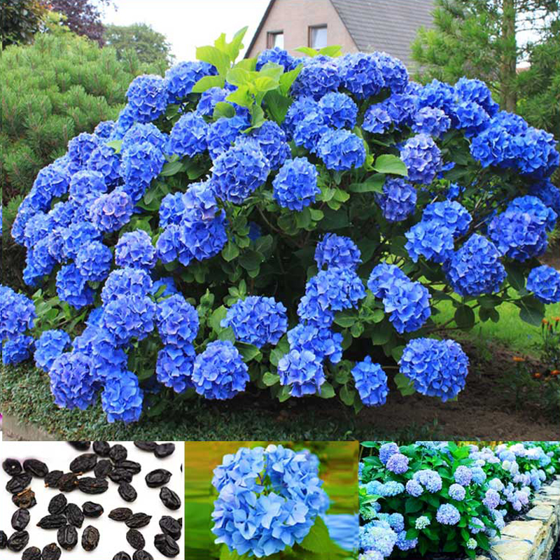 Rare Blue Hydrangea Seeds Flower Seed Hydrangea Seed Globular Pretty Blue Flower