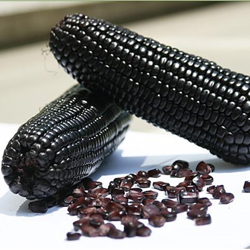 10Pcs Black Corn Seeds Non GMO Heirloom Vegetable Sweet Nutritious ...