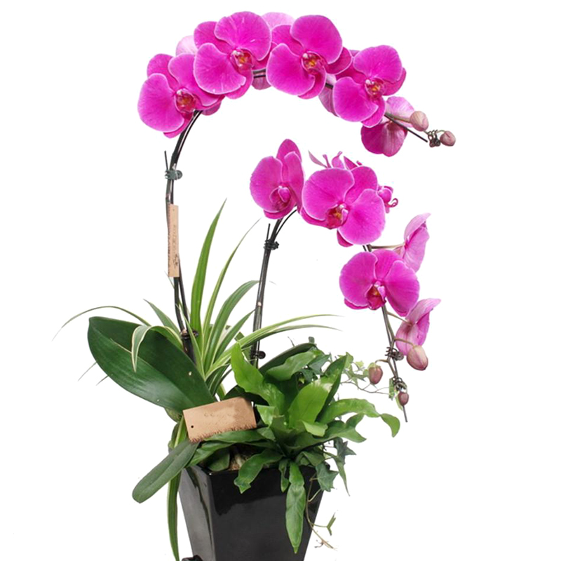 20 pcs/bag Orchid Seeds Bonsai Butterfly Phalaenopsis